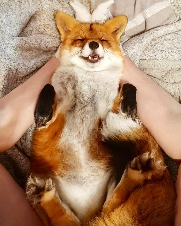 요염한 포즈의 여우짤들_3.jpg