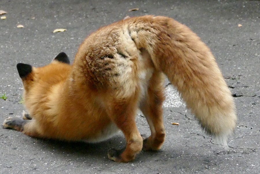 요염한 포즈의 여우짤들_4.jpg