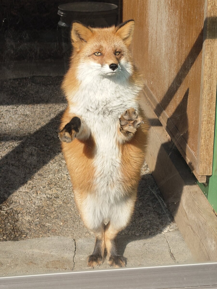 요염한 포즈의 여우짤들_5.jpg