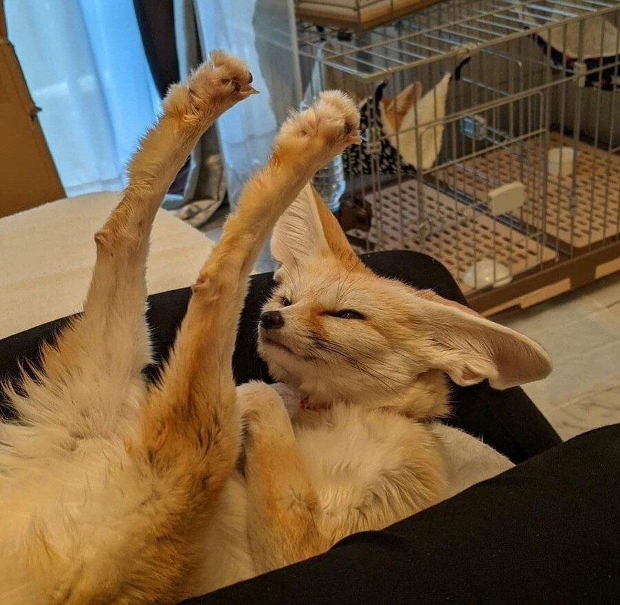 요염한 포즈의 여우짤들_9.jpg