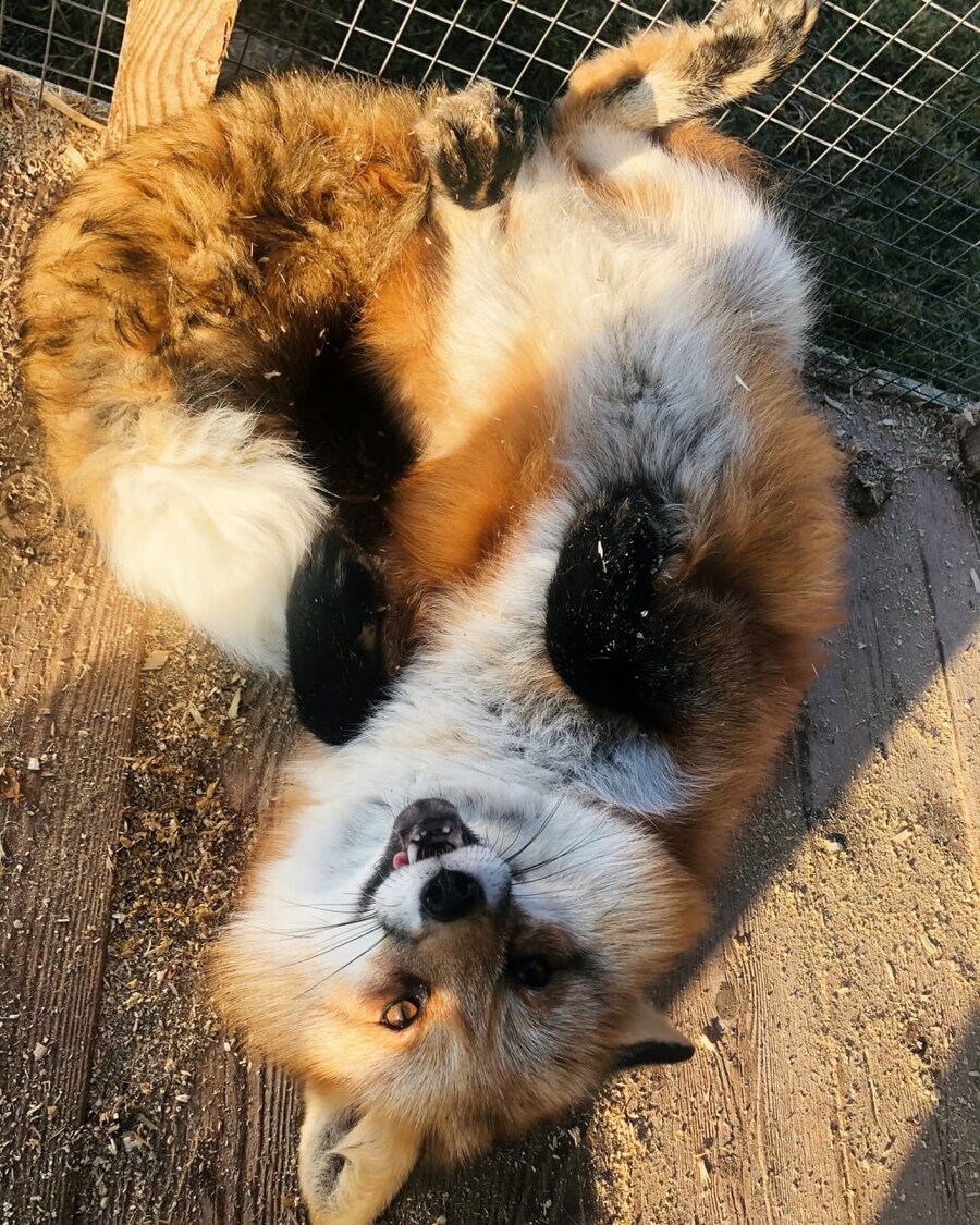 요염한 포즈의 여우짤들_19.jpg