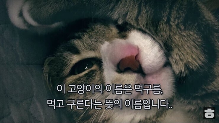 이 고양이의 이름은