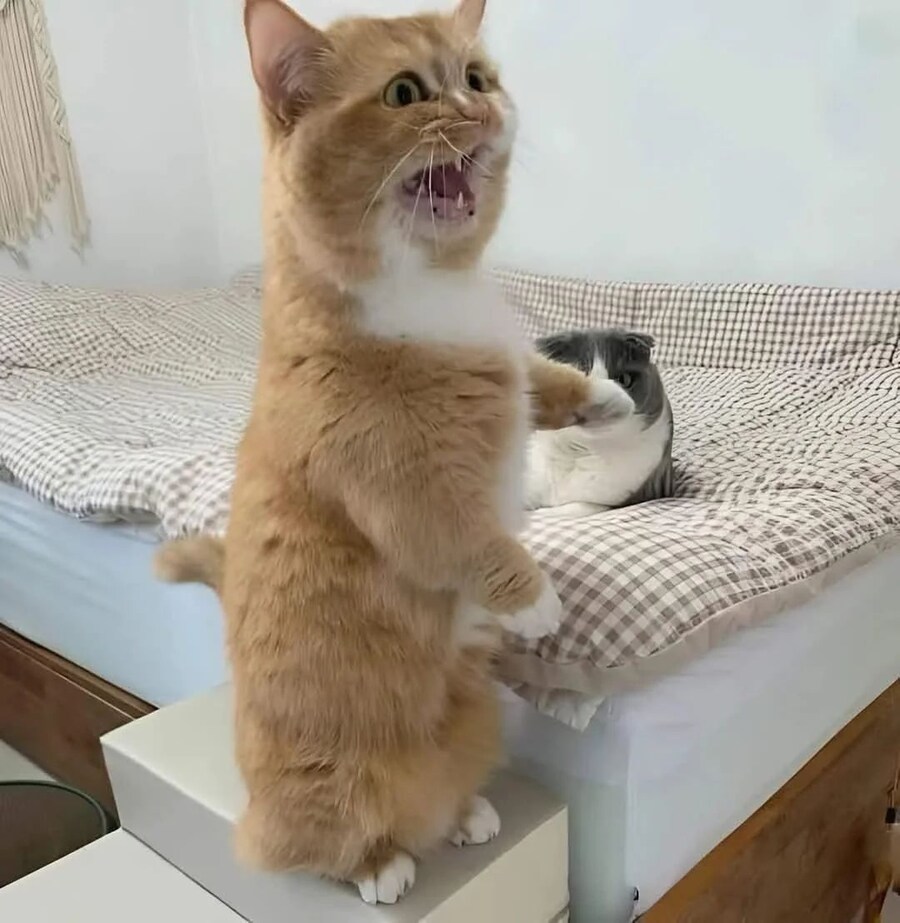 고양이: 이 녀석이 내 자리를 훔쳤어요! _1.jpg