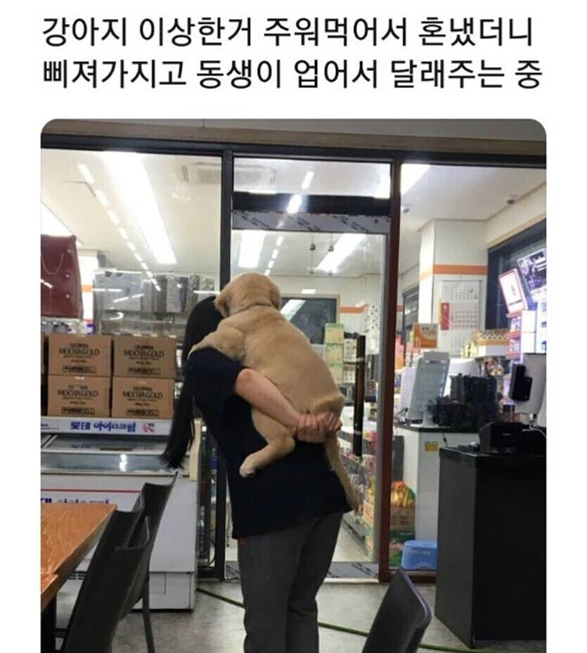 강아지가 삐질 때 달래주는 법.jpg_1.jpg