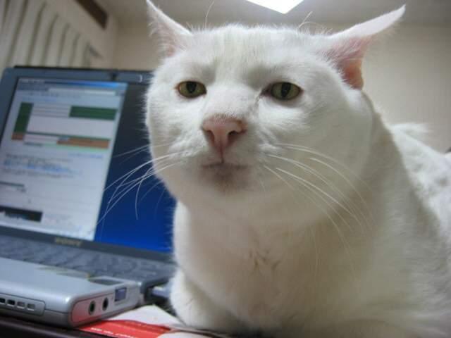 모닝 고양이_5.jpg