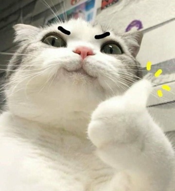 모닝 고양이_6.jpg