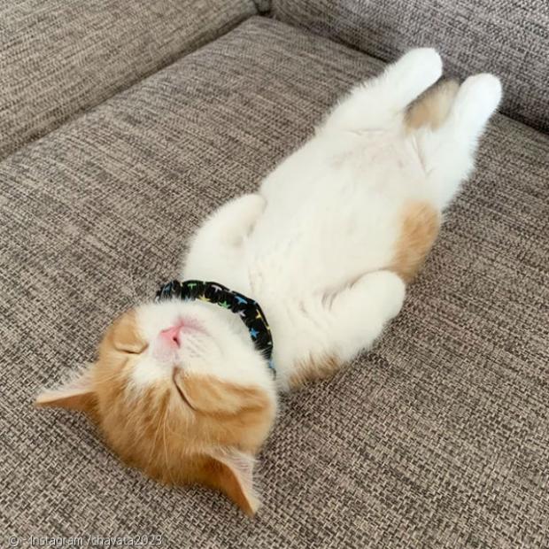 모닝 고양이_7.jpg