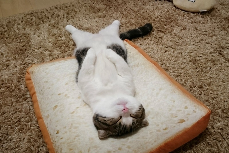 모닝 고양이_8.jpg