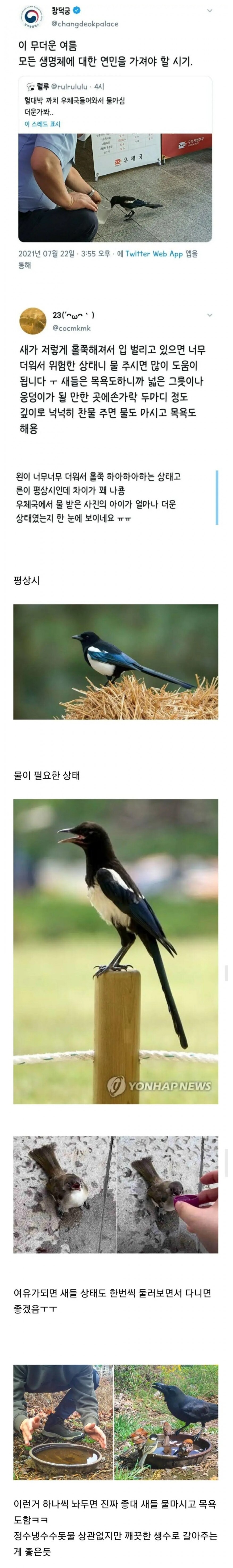 우체국에서 물 얻어마시는 까치_1.png