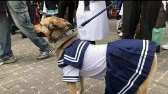 교복입은 강아지_1.jpg