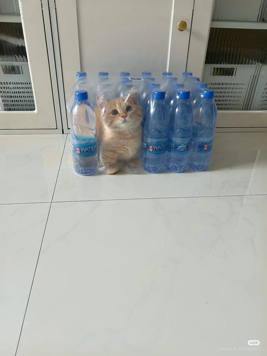생수를 참 좋아하는 고양이_1.jpg