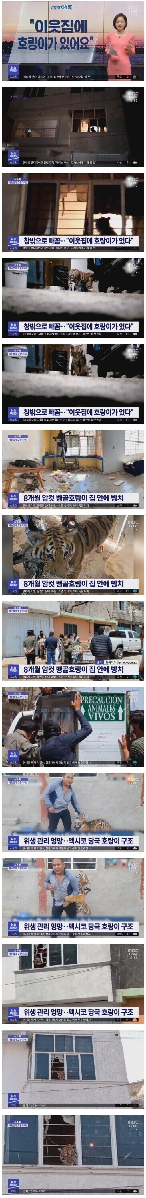 옆집 창문에서 호랑이가 보인다고 신고함_1.jpg