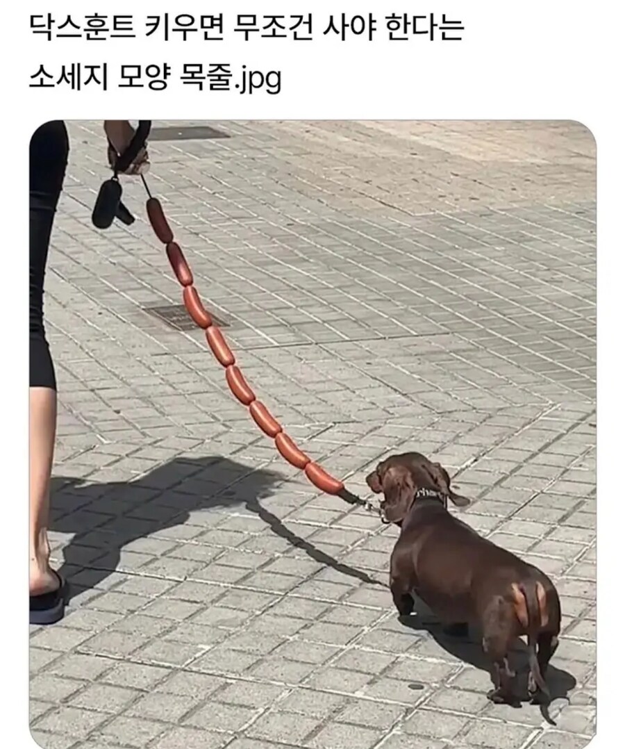 닥스훈트 키우면 필수품.jpg_1.jpg