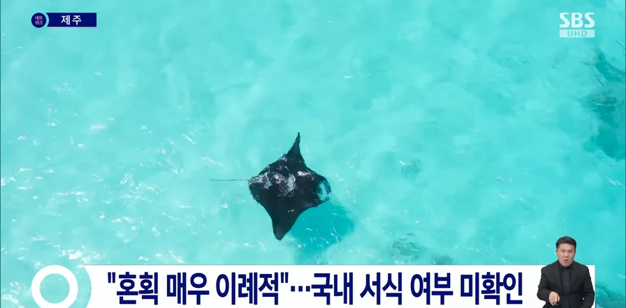 제주도 바다에서 발견된 열대어_2.webp