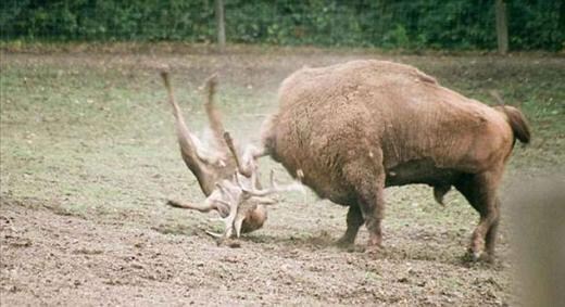 발정난 수사슴의 최후_4.jpg