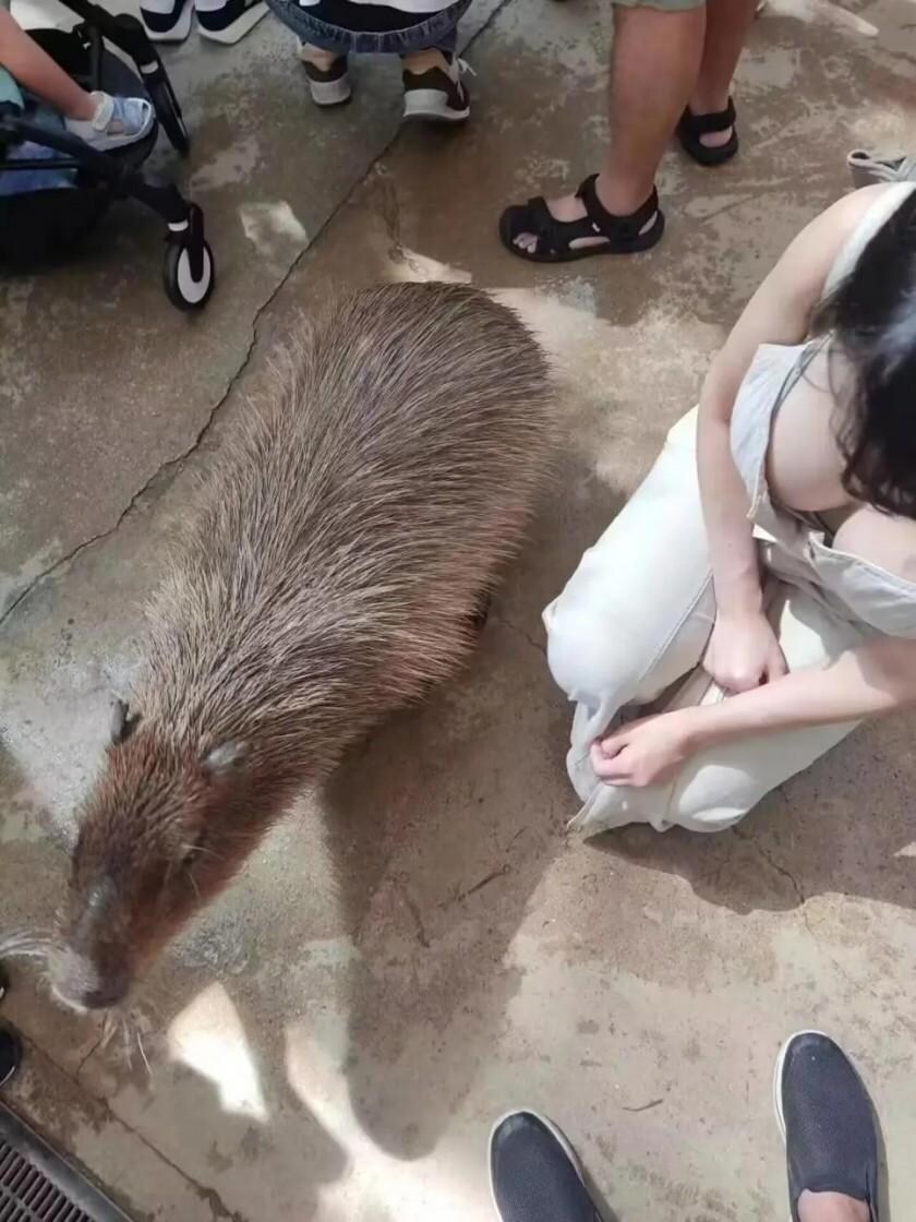 카피바라 엄청 크네_1.jpg