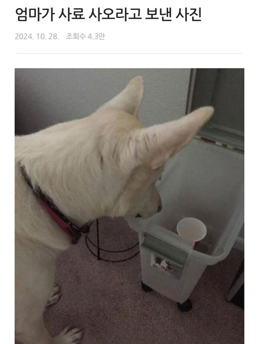엄마가 사료 사오라고 보낸 사진.jpg_1.jpg