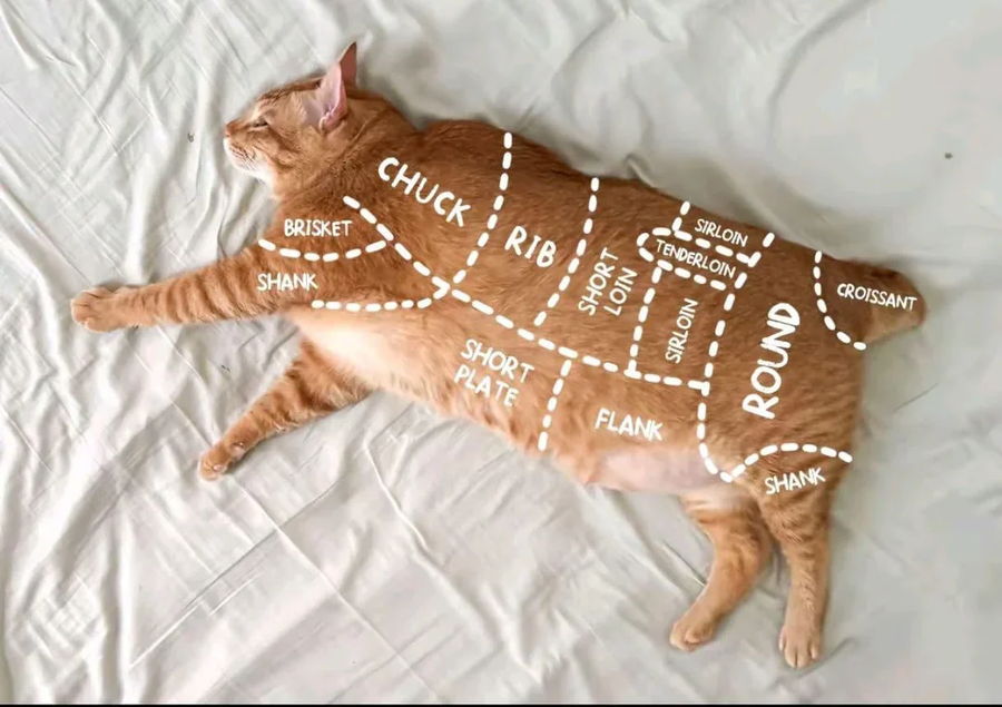 고양이 부위별 명칭(아님)_1.webp