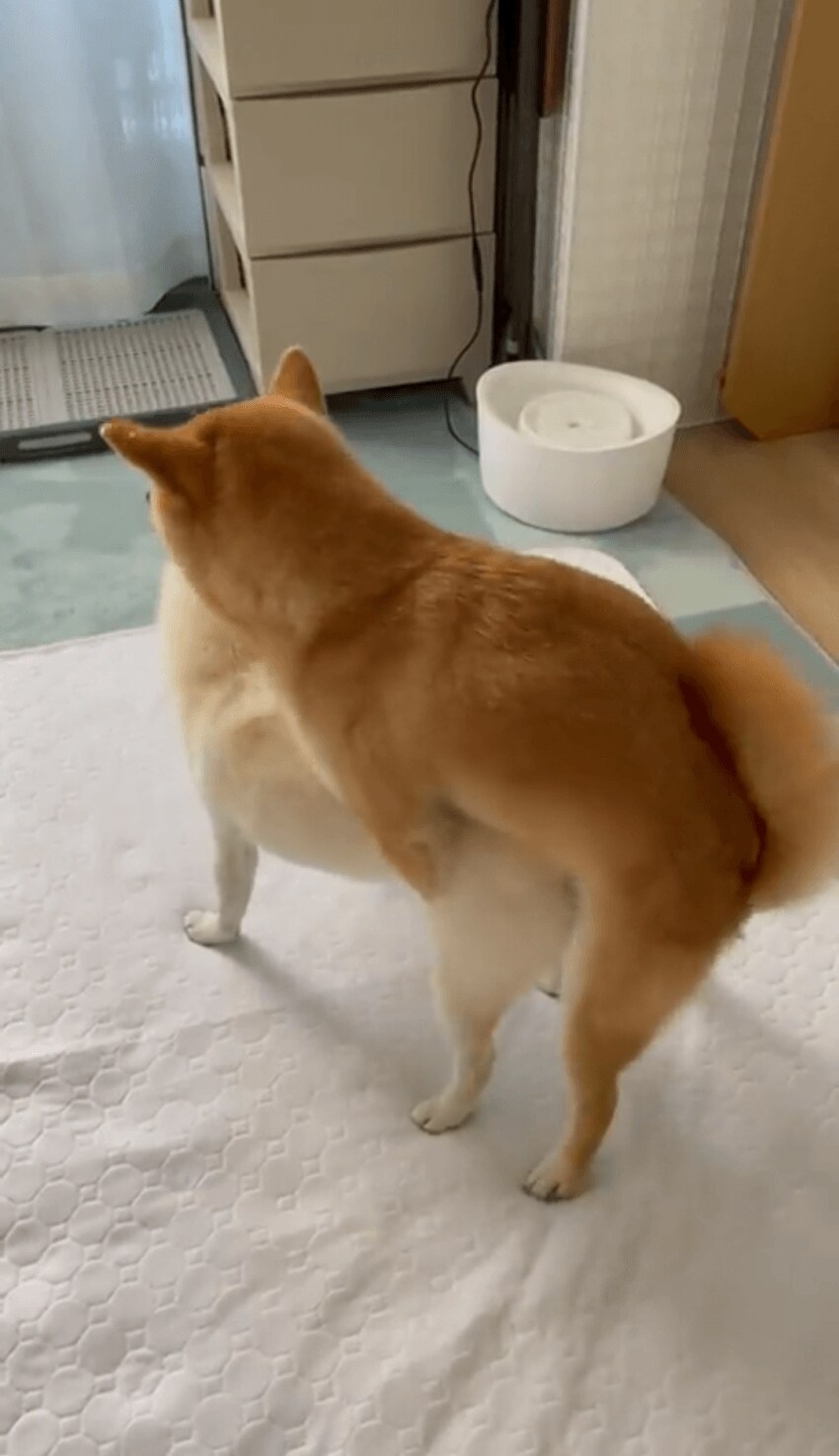 개도 쉽게 할수있는거_1.png