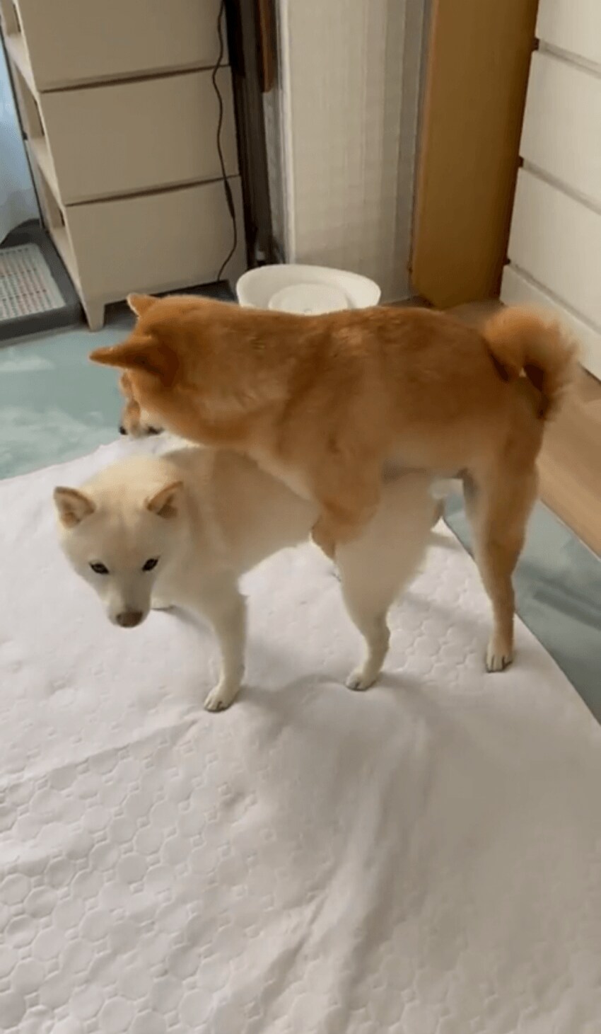 개도 쉽게 할수있는거_2.png