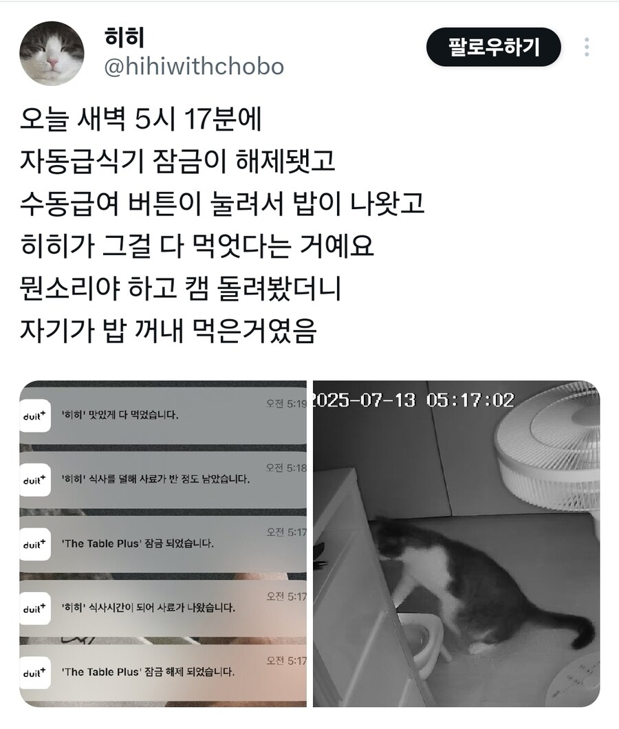 자동급식기 사료 꺼내먹은 고양이.jpg_1.jpg