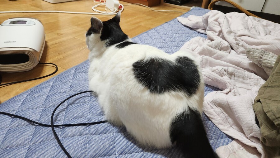 다른건 모르겠고 우리 고양이 자랑할겁니다_2.jpg