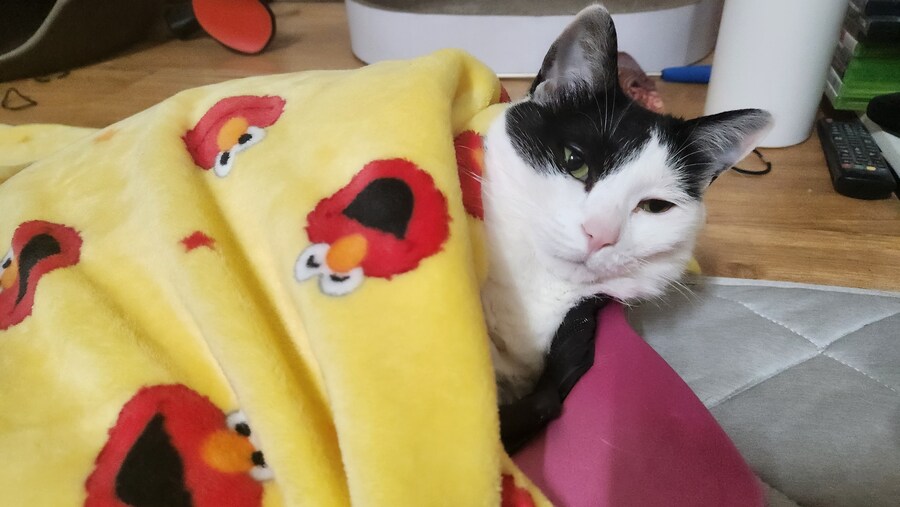 다른건 모르겠고 우리 고양이 자랑할겁니다_3.jpg