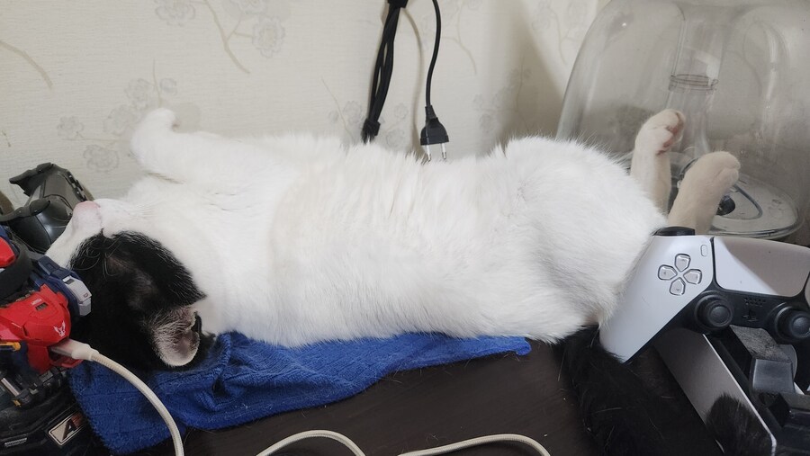 다른건 모르겠고 우리 고양이 자랑할겁니다_4.jpg