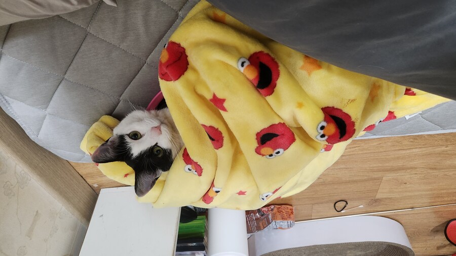 다른건 모르겠고 우리 고양이 자랑할겁니다_5.jpg