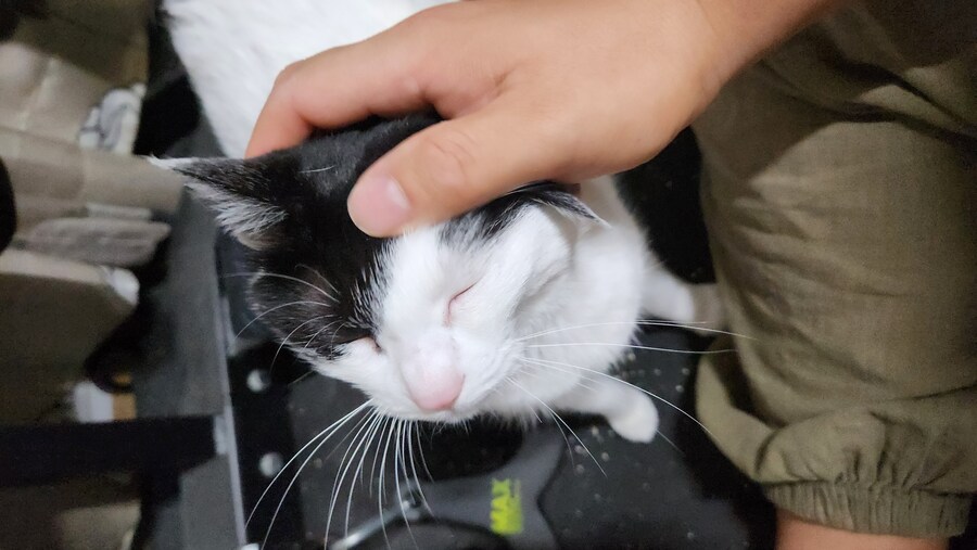 다른건 모르겠고 우리 고양이 자랑할겁니다_7.jpg