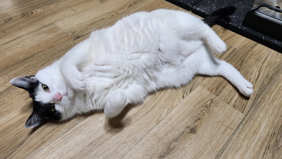 다른건 모르겠고 우리 고양이 자랑할겁니다_6.jpg