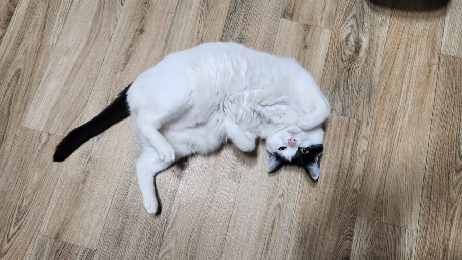 다른건 모르겠고 우리 고양이 자랑할겁니다_8.jpg