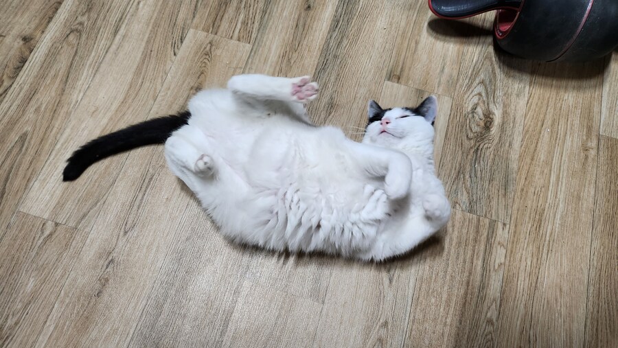 다른건 모르겠고 우리 고양이 자랑할겁니다_9.jpg