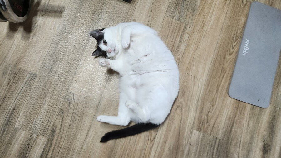 다른건 모르겠고 우리 고양이 자랑할겁니다_14.jpg