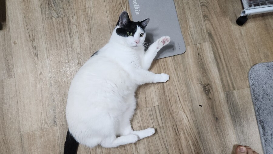 다른건 모르겠고 우리 고양이 자랑할겁니다_16.jpg
