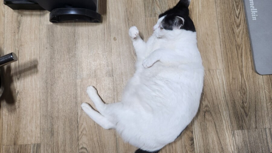 다른건 모르겠고 우리 고양이 자랑할겁니다_15.jpg