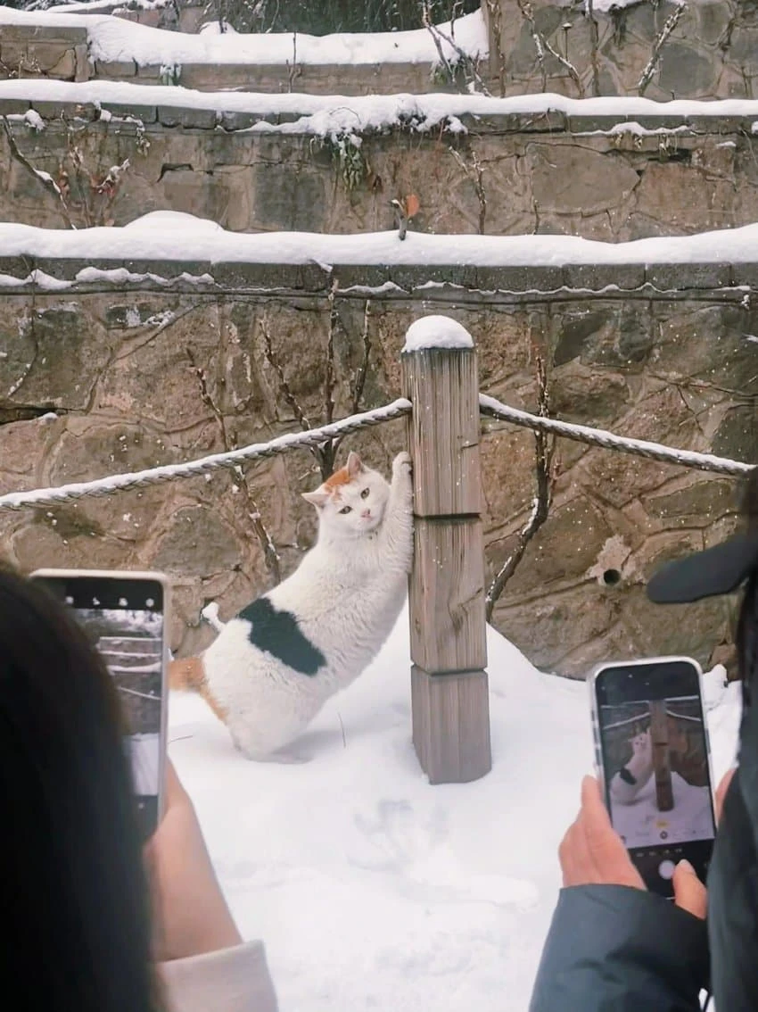 묘델_1.webp