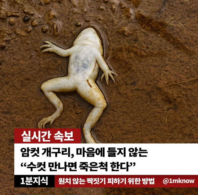 개구리가 죽은척하는 이유.jpg_1.webp