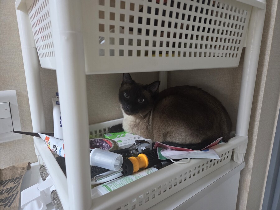 고양이 평균 특징이라고 하던데..._1.jpg