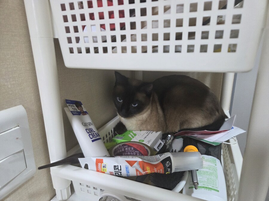 고양이 평균 특징이라고 하던데..._2.jpg