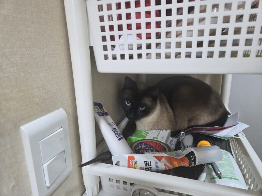 고양이 평균 특징이라고 하던데..._3.jpg