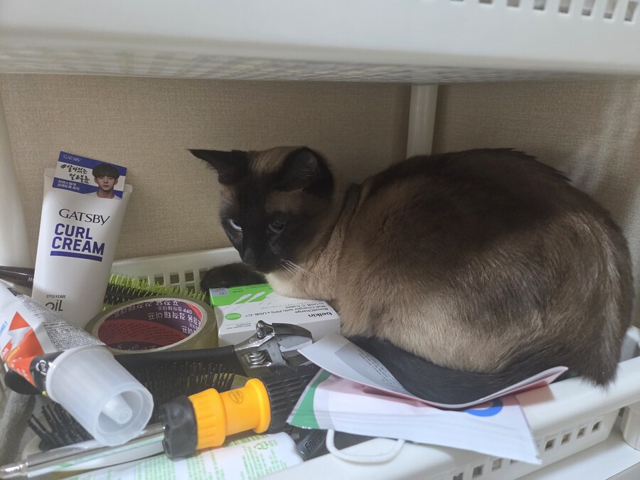 고양이 평균 특징이라고 하던데..._4.jpg