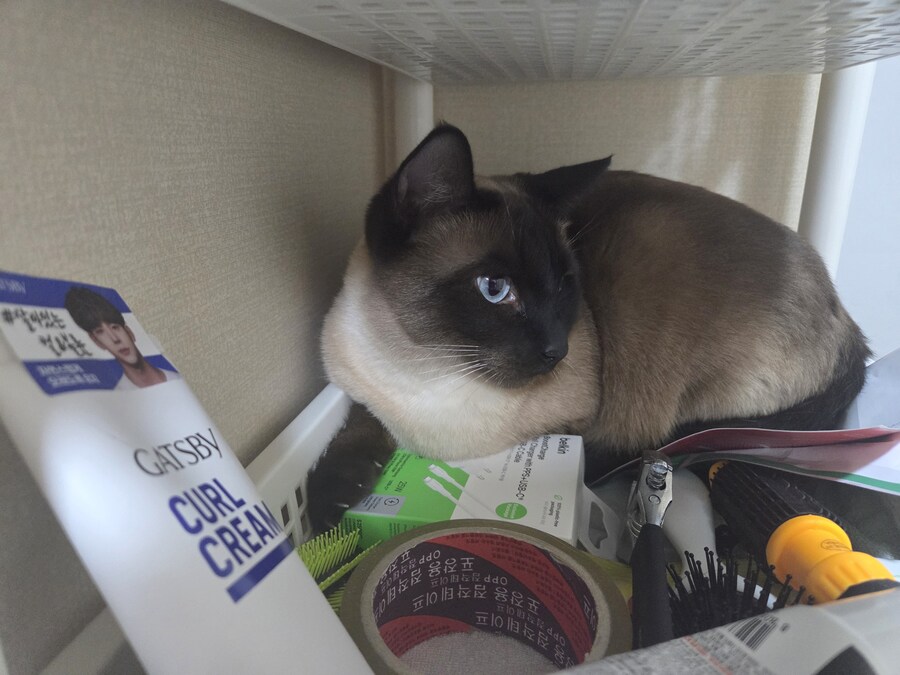 고양이 평균 특징이라고 하던데..._6.jpg