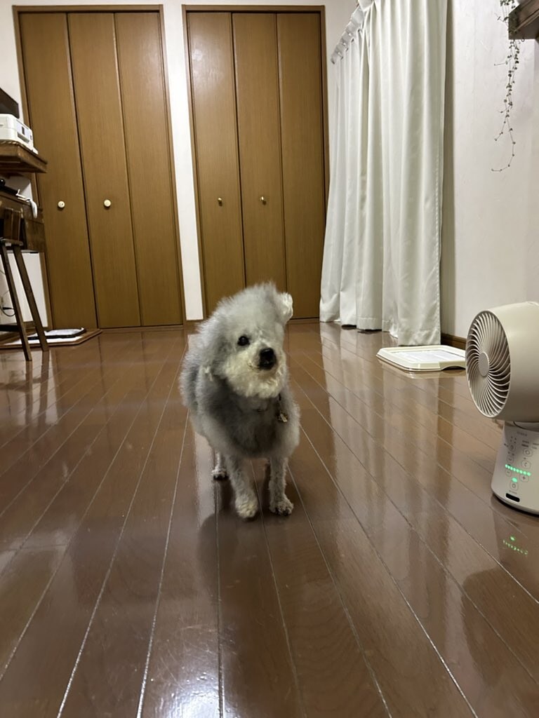 서큘레이터로 지워져가는 강아지_1.jpg