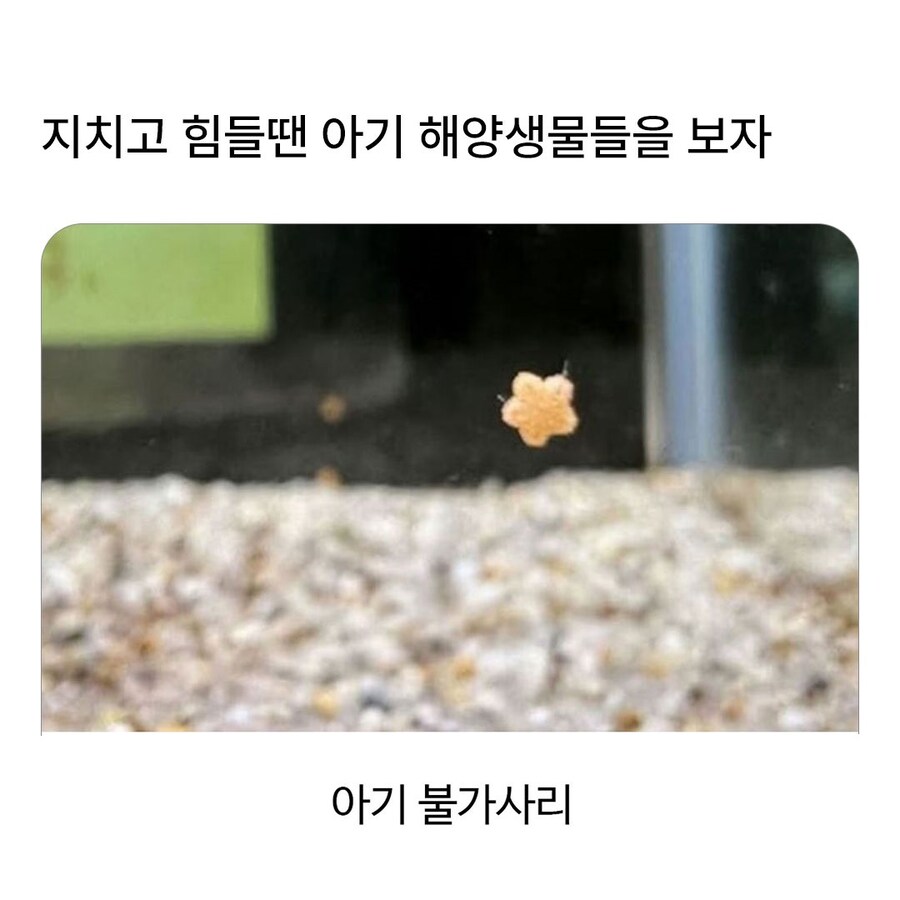 새끼 해양생물..._1.jpg