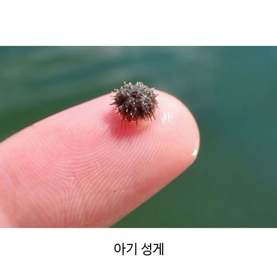 새끼 해양생물..._2.jpg