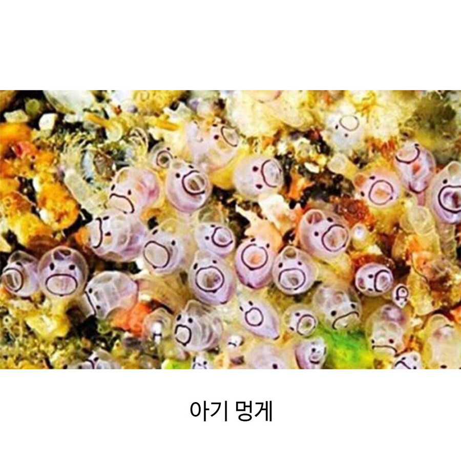 새끼 해양생물..._3.jpg