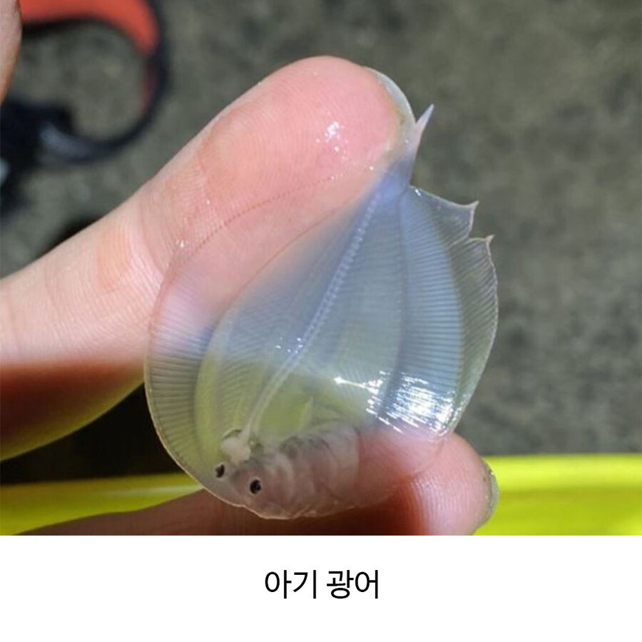 새끼 해양생물..._4.jpg