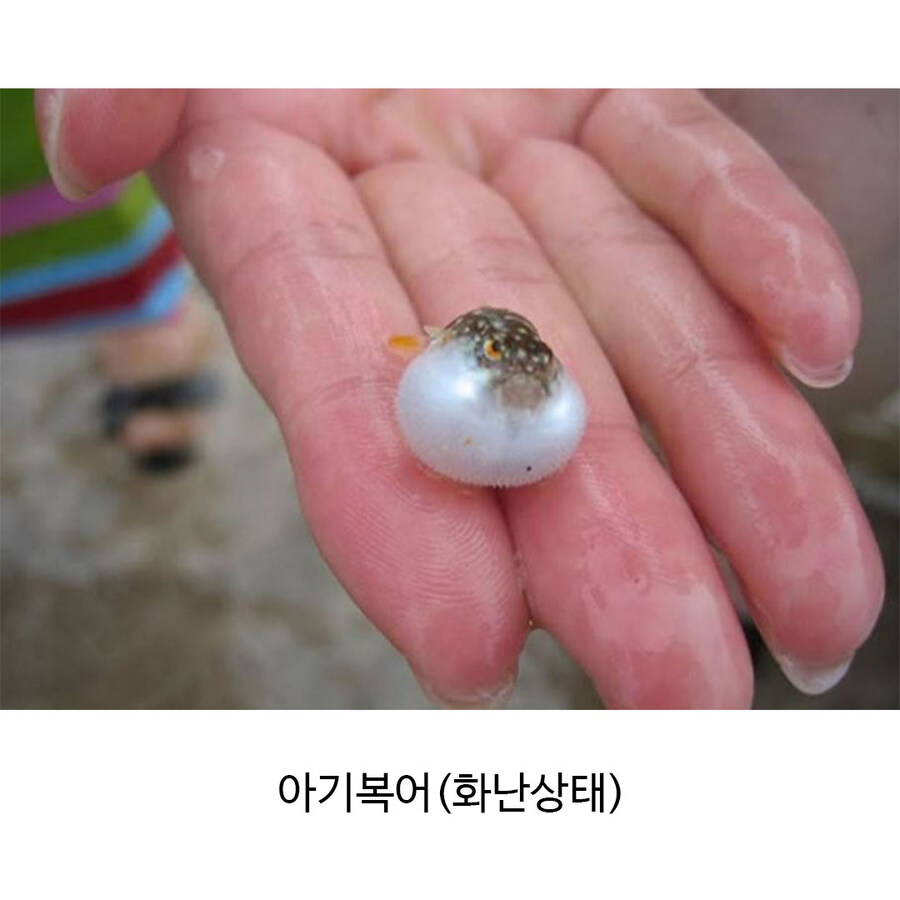 새끼 해양생물..._5.jpg
