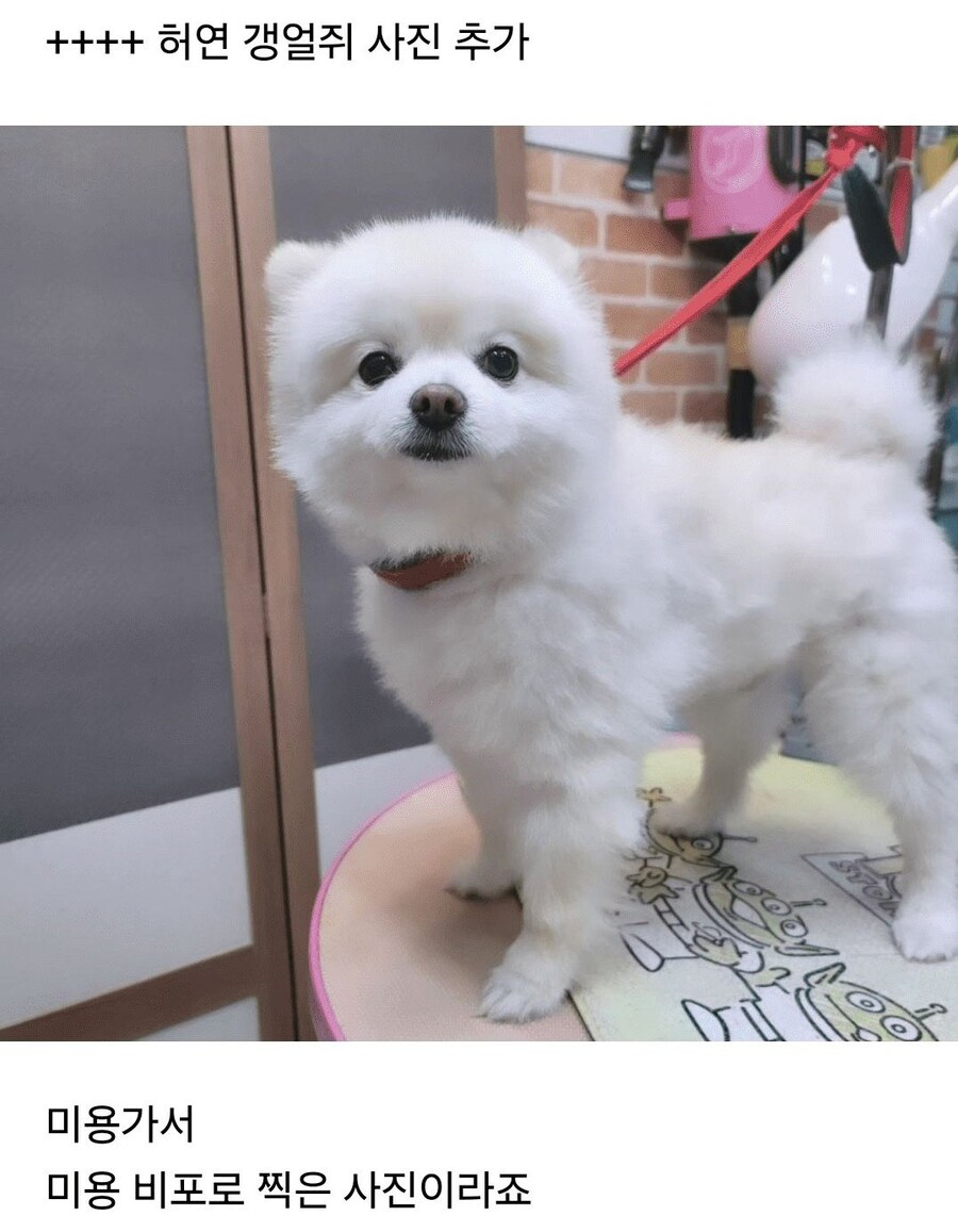 직장에 강아지 잠깐 데려가게 되었던 결과.jpg_2.jpg